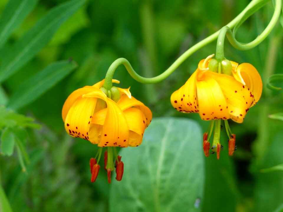 Plant nature floral