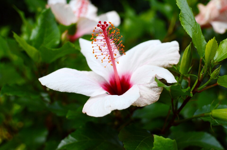 Bloom plant nature