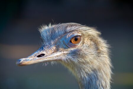 Head bill large emu
