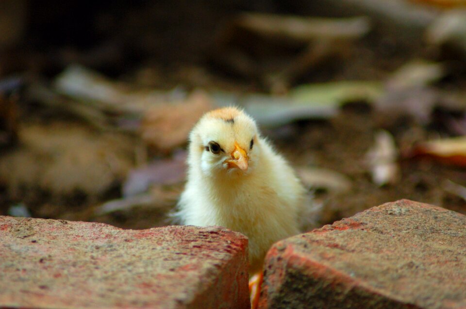 Compact chicken wildlife