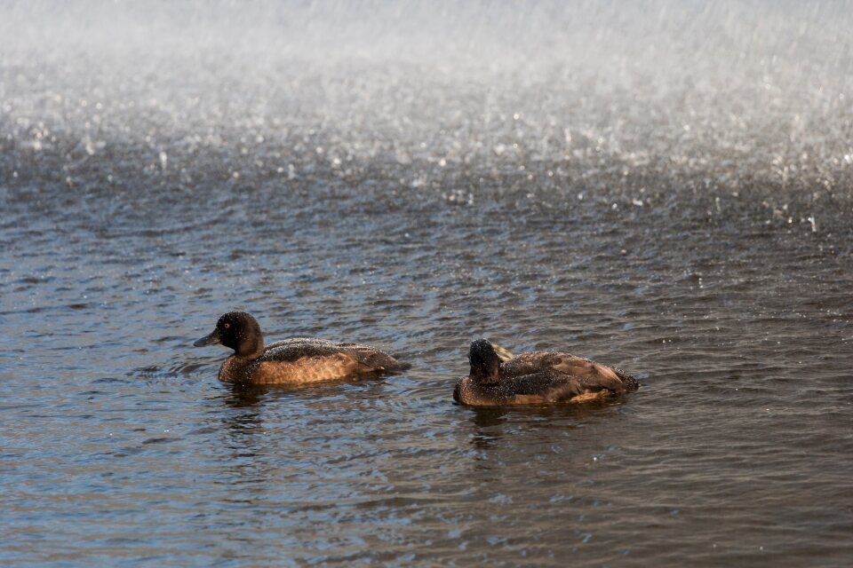 Water bird city park nature