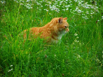 Cat red tabby pets photo