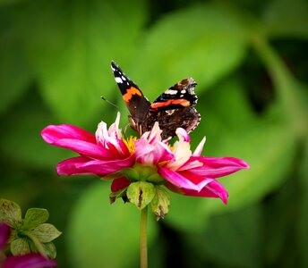Blossom bloom pink flower