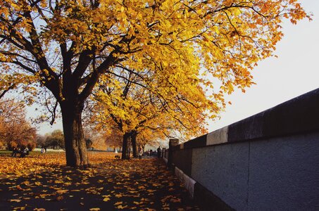 Autumn fall park photo