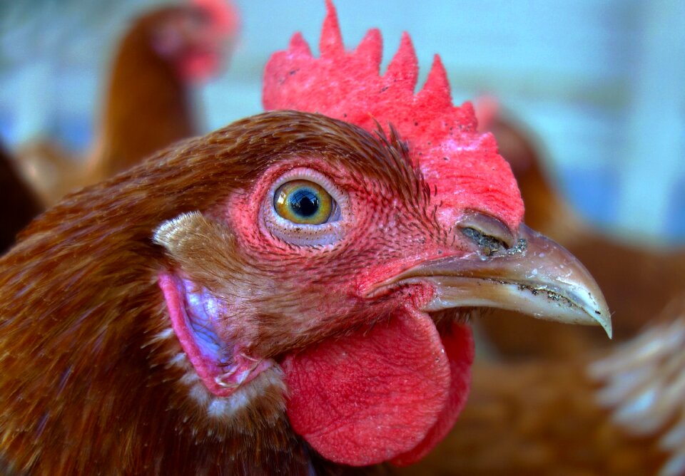Fowl poultry animal