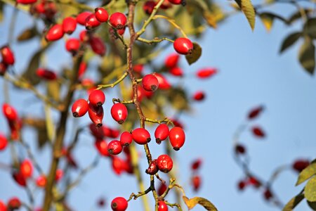 Red nature autumn
