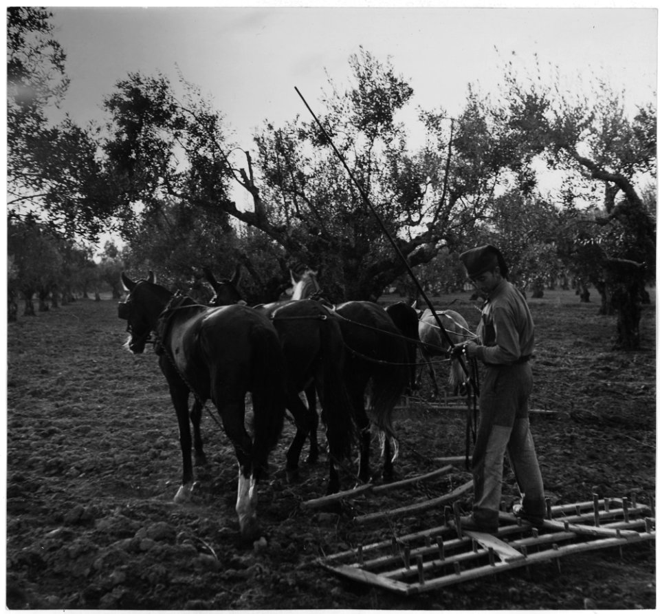 Portugal. In Barquinha, an olive grove, and the land being prepared for wheat planting. The land is hard, and the... - NARA - 541754