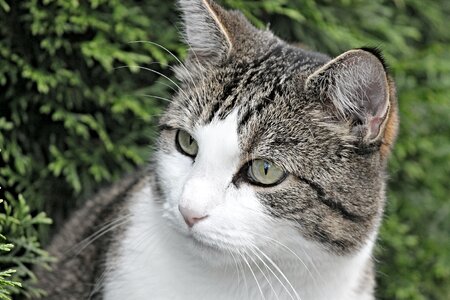 Kitten domestic cat cat portrait