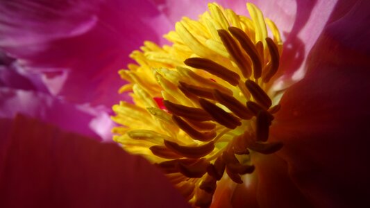 Pestle spring bloom photo