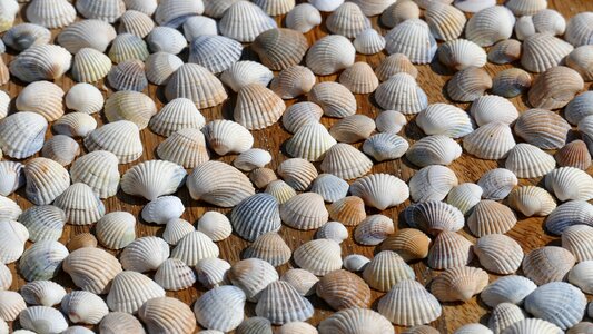 Maritime mussel shells summer photo