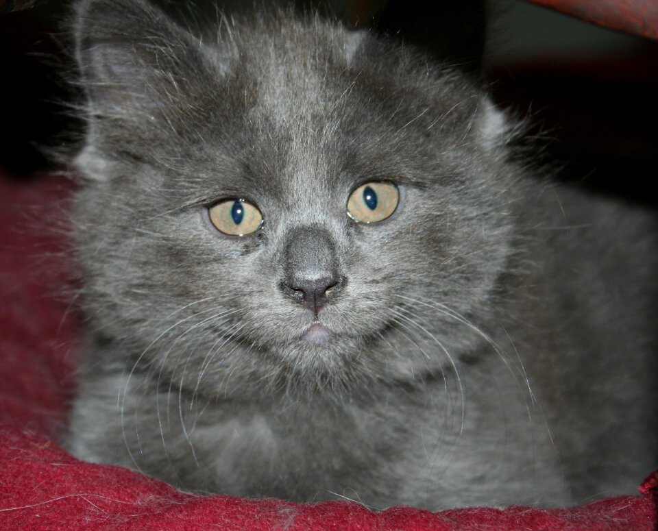 Grey fluffy cute