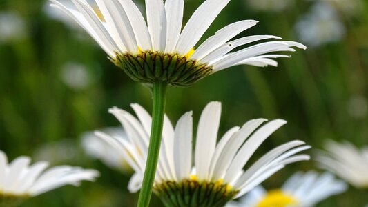 Flowers nature white