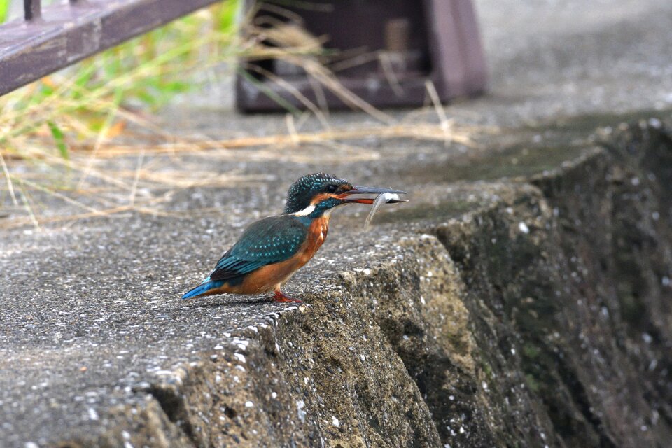Animal waters kingfisher