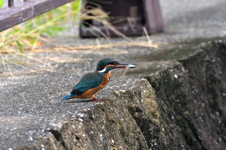 Animal waters kingfisher