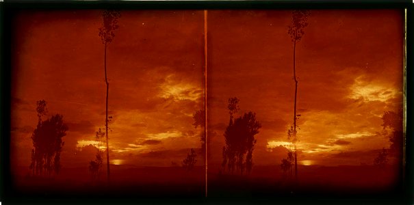 Posta de sol amb arbres a contrallum