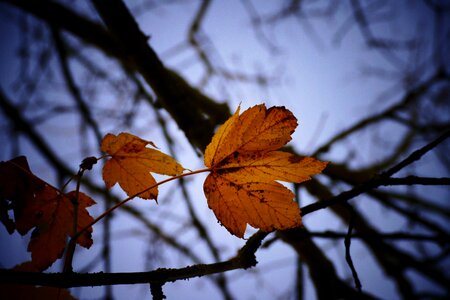 Outdoors leaf season