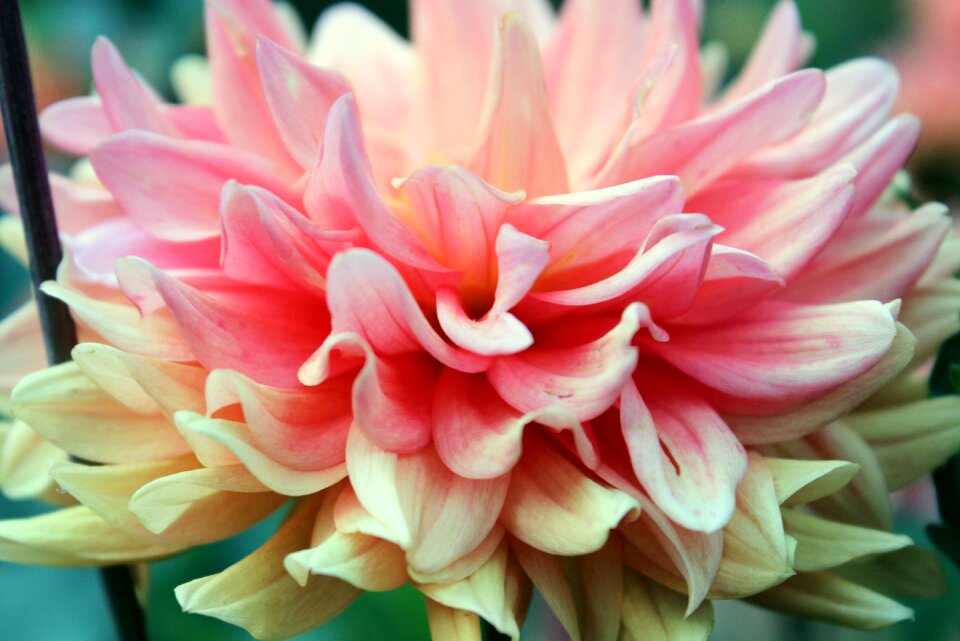 Close up petals flower