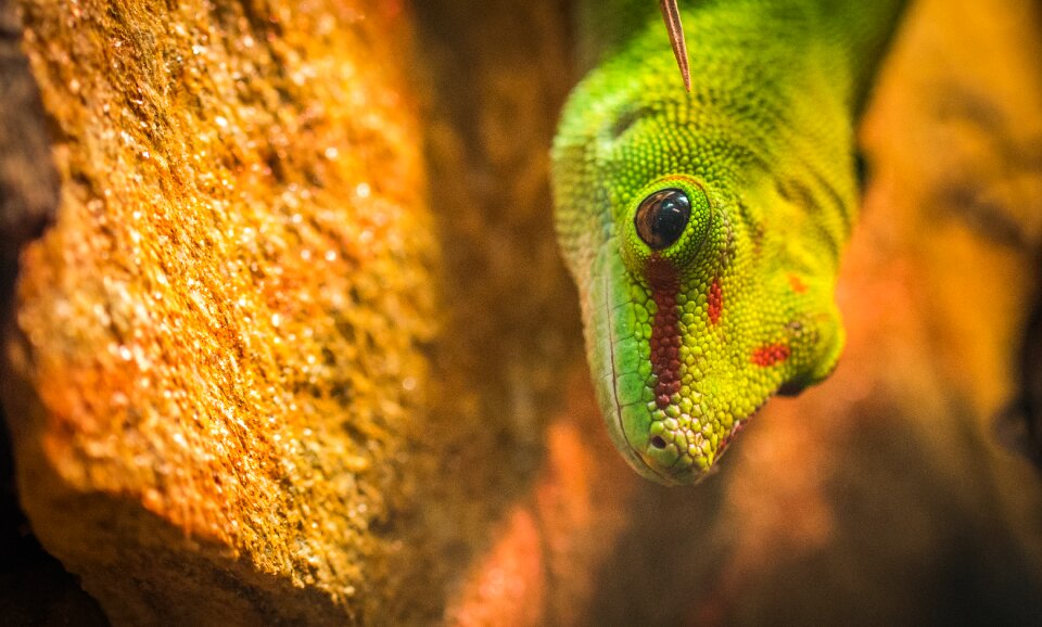 Animals living nature exotarium