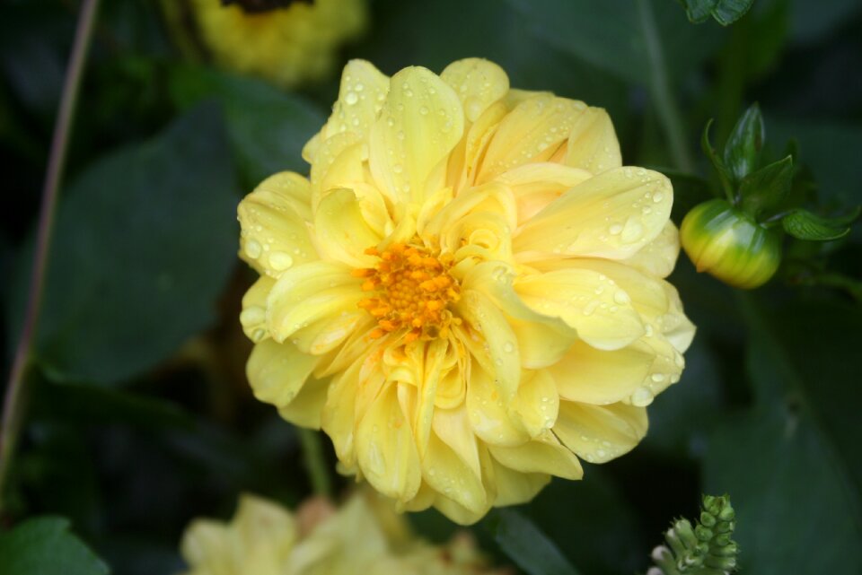 Garden nature blossom