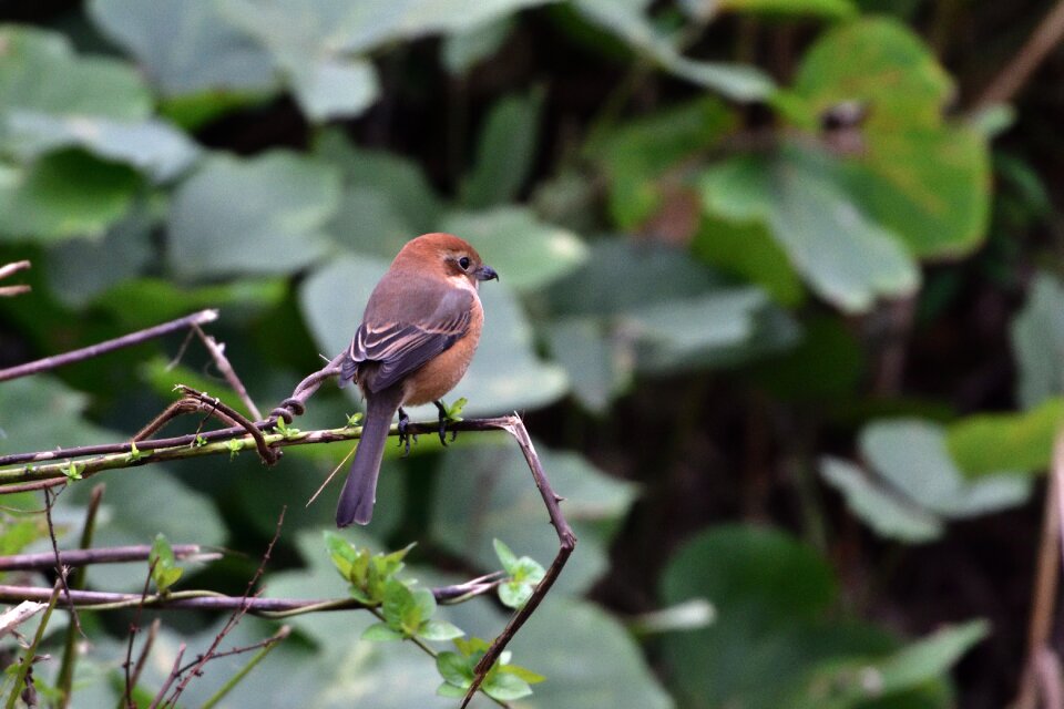 Outdoors animal shrike