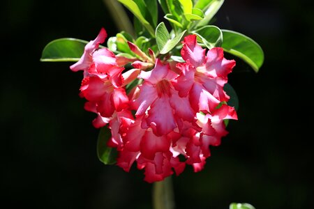 Dragon desert flowers