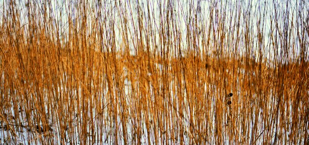Stengel stalk background