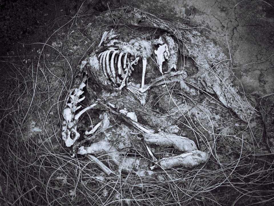 Black and white animal skeleton