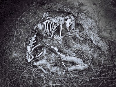 Black and white animal skeleton