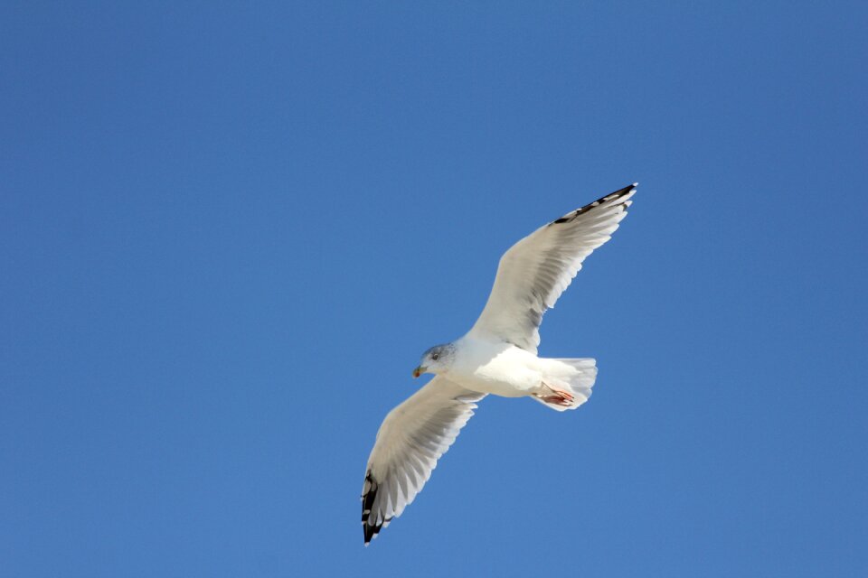 Flight nature sky