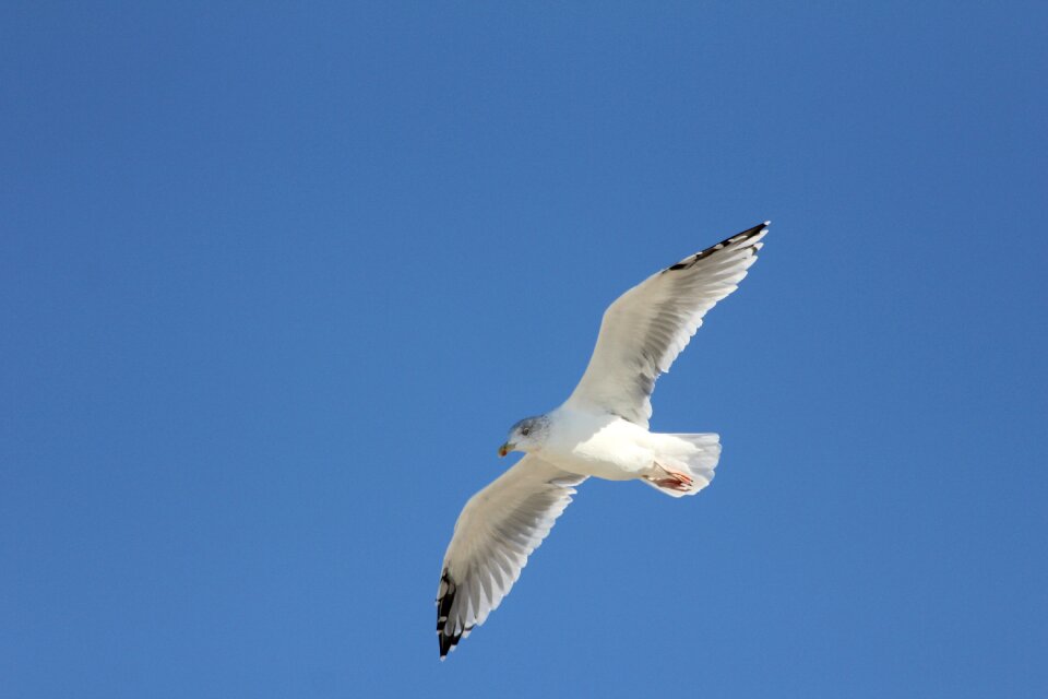 Flight nature sky photo