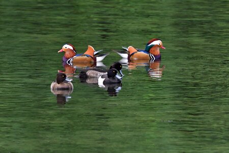 Pond mandarin a