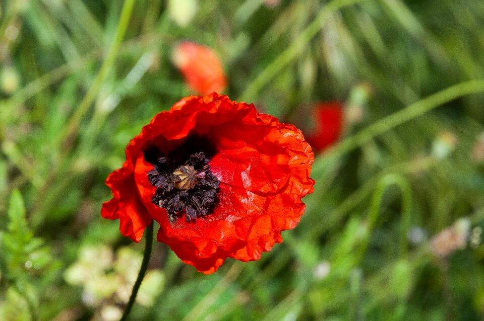 Red wild flower country