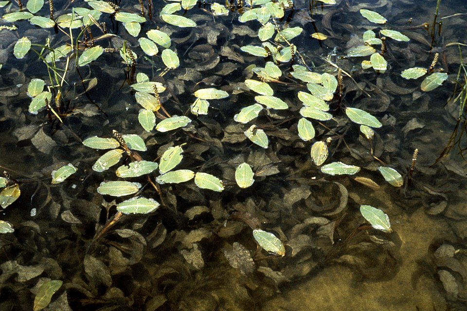 Potamogeton amplifolius NRCS-1