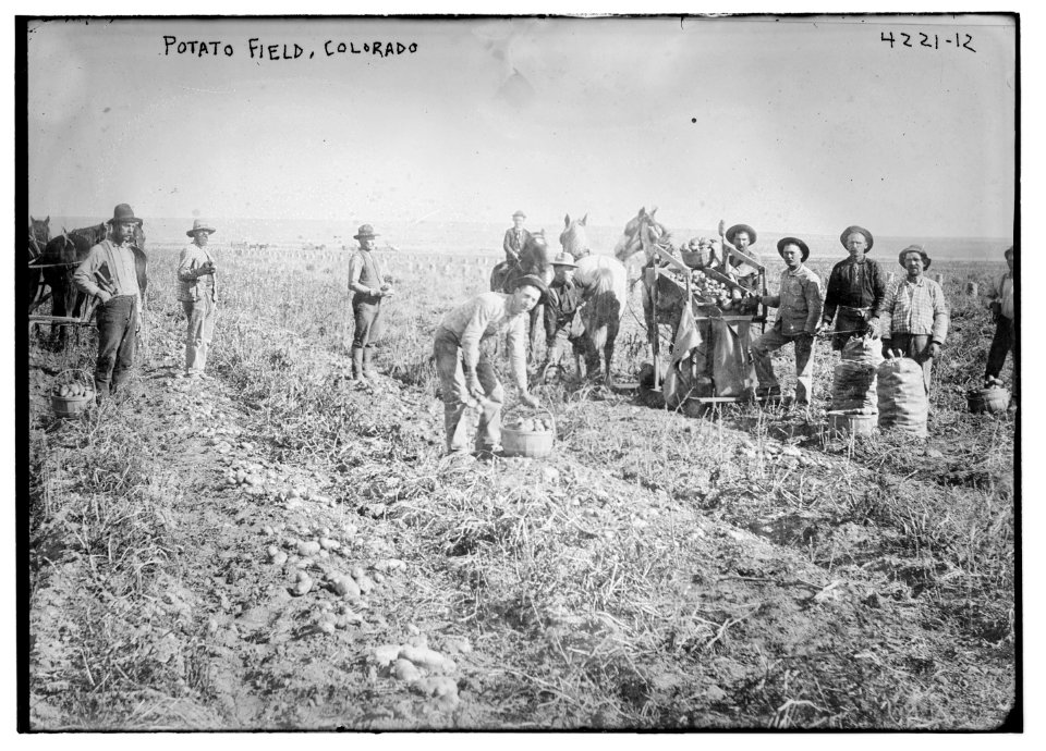 Potato field, Colorado LCCN2014704661