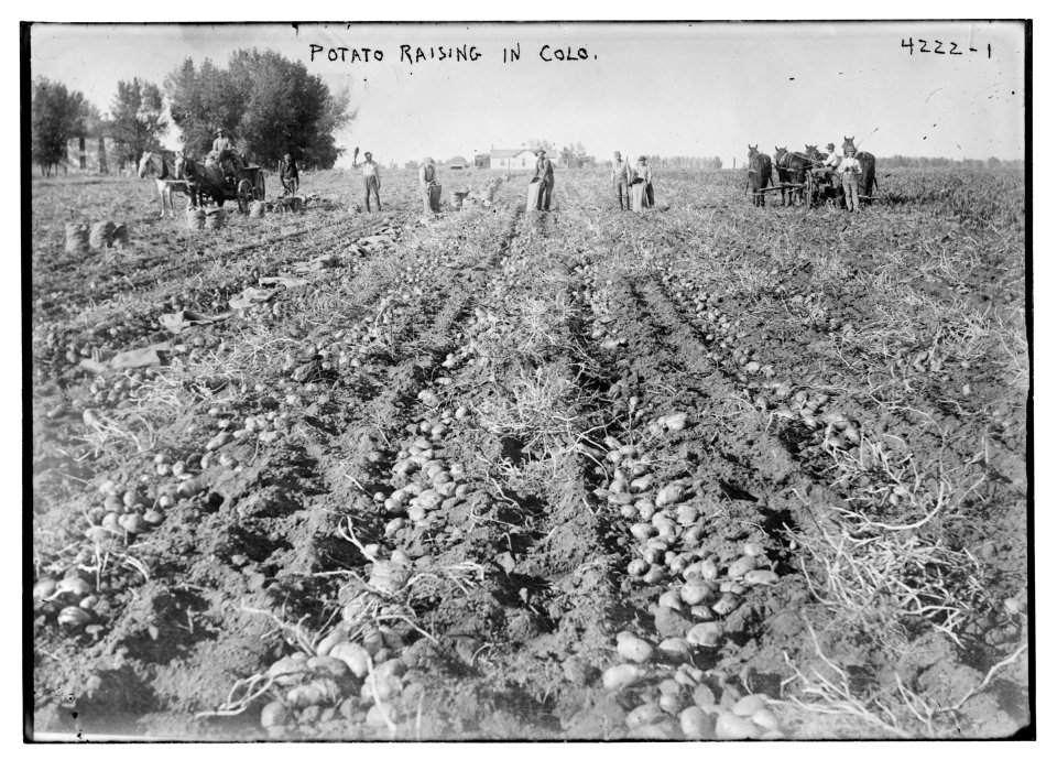 Potato raising in Colo. LCCN2014704664