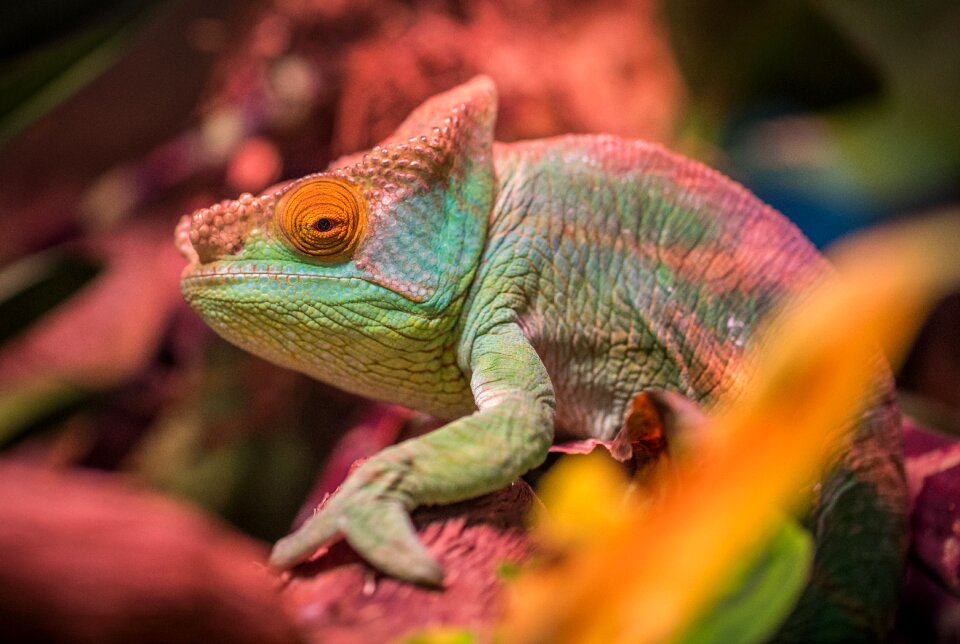 Chameleon exotarium nature