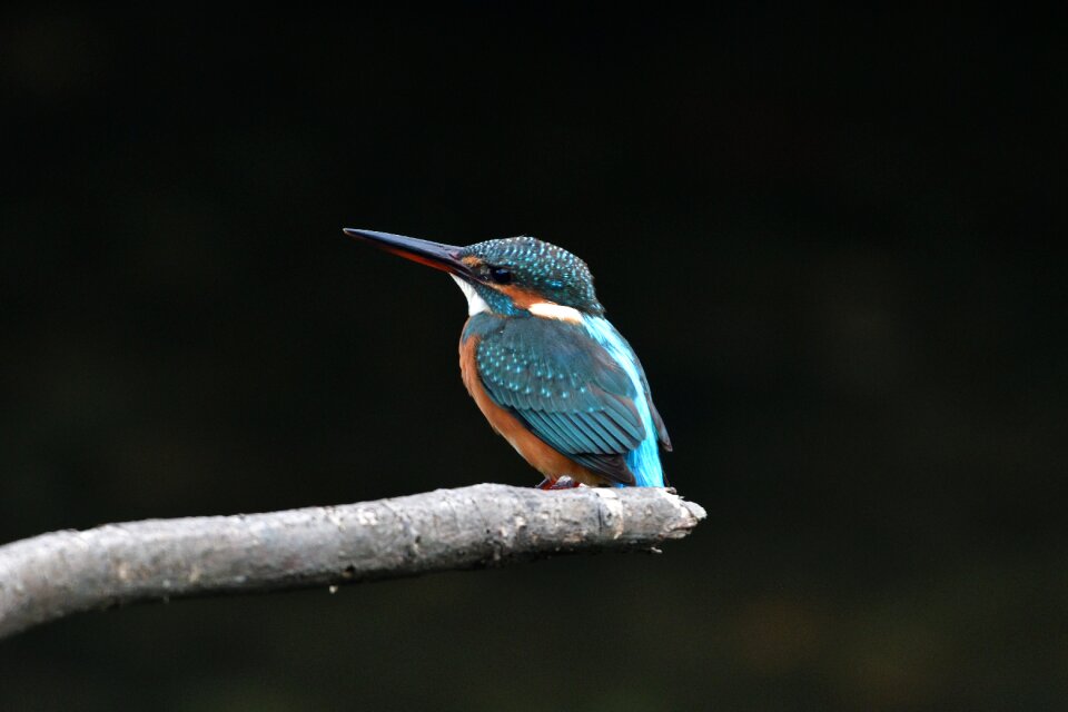 Animal waters kingfisher