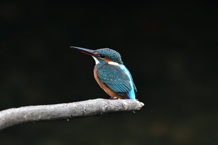 Animal waters kingfisher photo