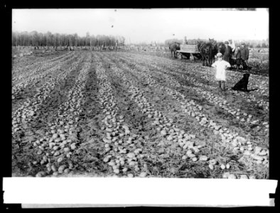 Potato field LCCN2016826172