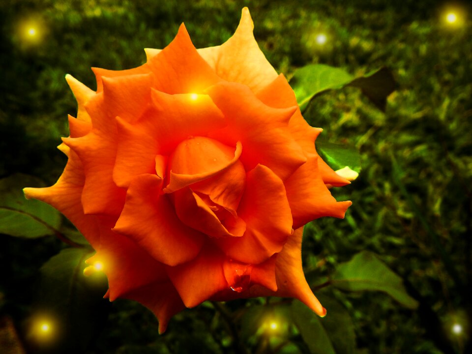 Fireflies garden illusion