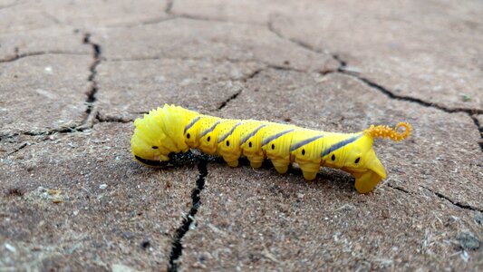Outdoors larva nature