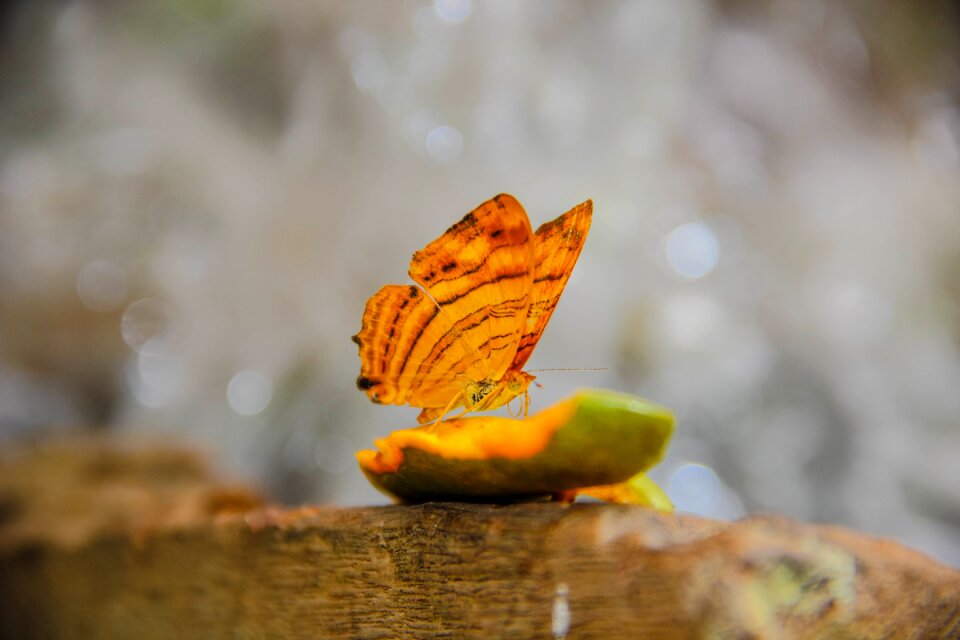 Nature the forests beautiful