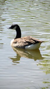 Duck landscape male