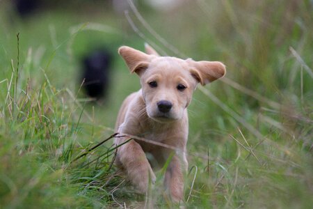 Grass green grass green running