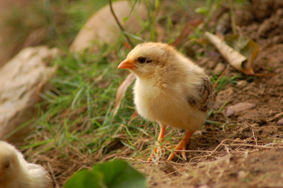 Nature wildlife compact
