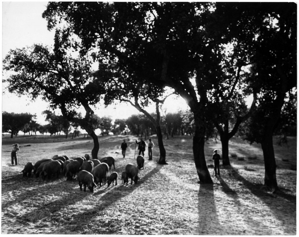 Portugal. Cork-tree groves near Vila Franca, the inland end of the city bay of Lisbon. Of all Portugal's exports, 22... - NARA - 541756