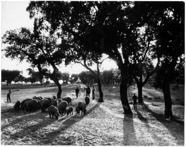 Portugal. Cork-tree groves near Vila Franca, the inland end of the city bay of Lisbon. Of all Portugal's exports, 22... - NARA - 541756