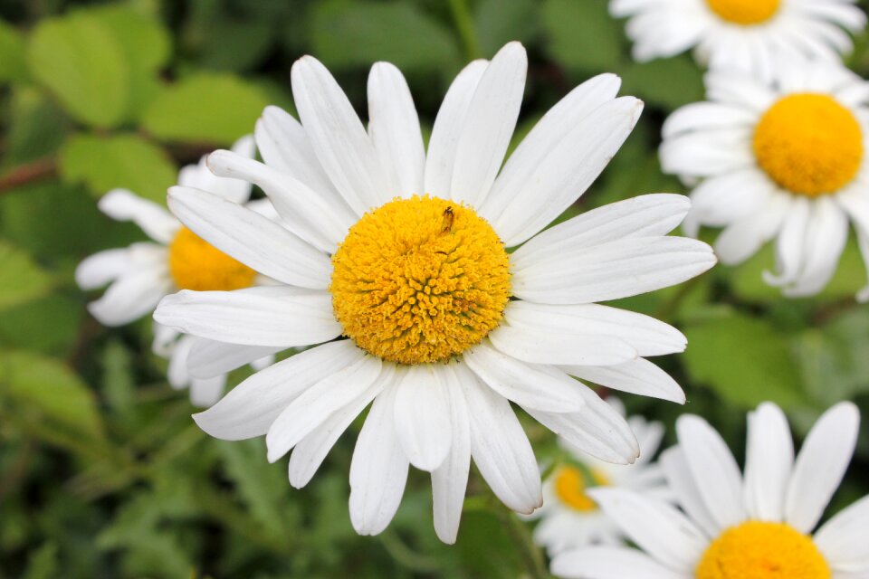 Nature white floral
