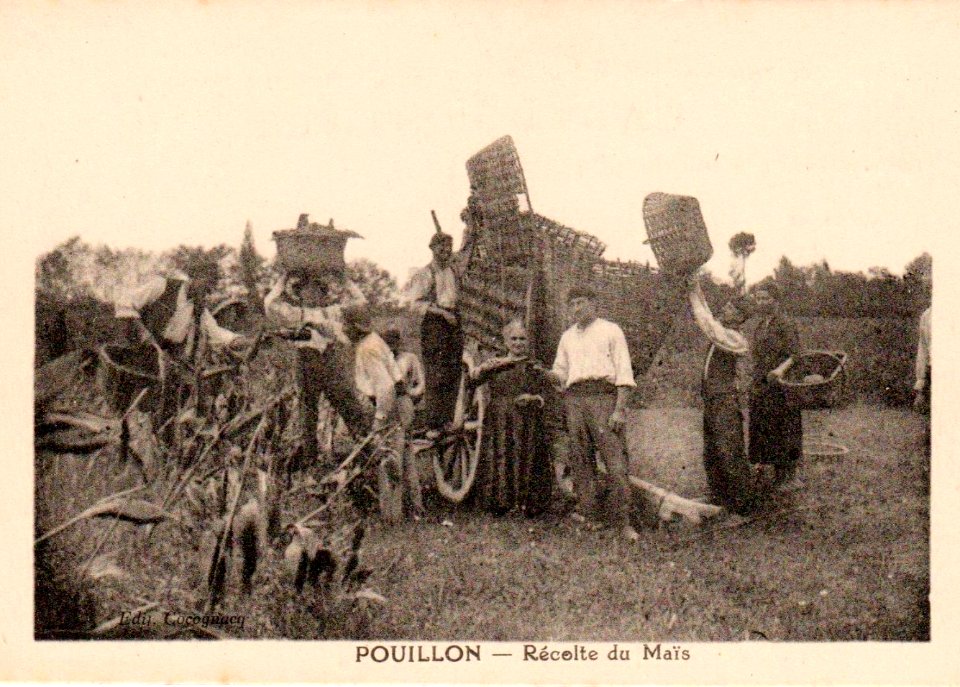Pouillon (Landes) - Récolte du maïs