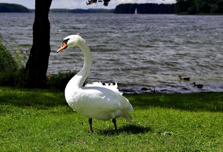 Beach grass bird